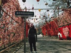 -北京凤凰岭