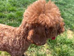 -趣玩宠物乐园寄养训犬训狗游泳池