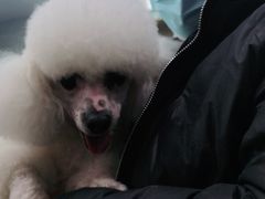 -宠福鑫康馨动物医院·骨科·眼科
