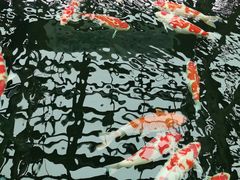 -观唐（国际）度假村温泉