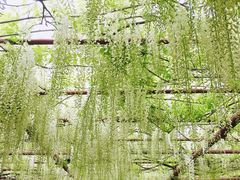 -嘉定紫藤园