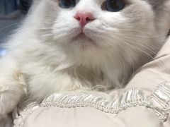 -猫房·猫吧·猫咖(龙湖时代汇店)