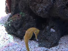 -暹罗海洋世界
