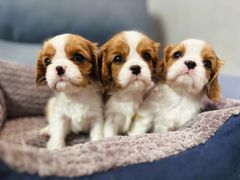 -萌宠之家·腊肠犬·马尔泰·小体犬舍