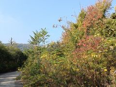 -菊花台公园