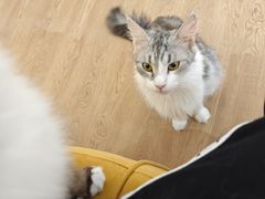 -1013 PET SHOP精品宠物商店(丁香店)