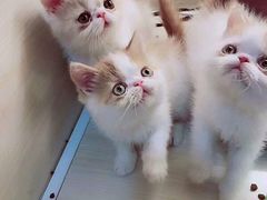 -喵zoo家庭繁育猫舍(尖东智能花园店)