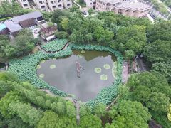 -陈家山荷花公园