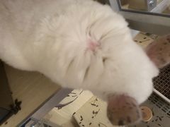 -瑞派·关忠动物医院·异宠专科·犬猫肿瘤·皮肤专科(望京店)