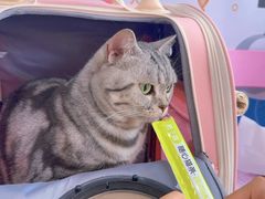 -纳吉亚猫专科动物医院博雅分院