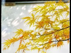 -秋霞圃
