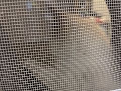 -半岛宠物医院24小时(科华中路店)