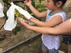 -马陆小张葡萄园农家乐