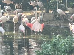 -九龙公园