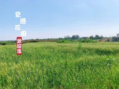 -空港花田景区