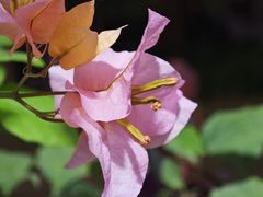 -莲花山公园