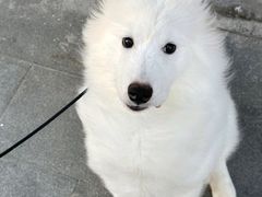 -美联众合动物医院·24h转诊中心