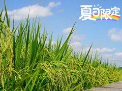 -艾米稻香小镇