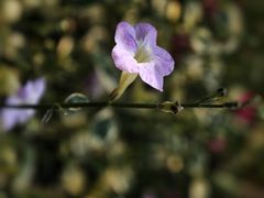 -深圳仙湖植物园-停车场