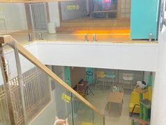 -猫在这儿猫咪咖啡馆·撸猫馆