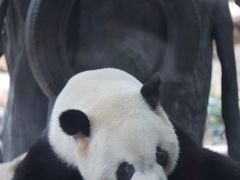 -灵玲国际马戏城