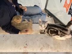 -飞行喵MR PILOT|猫舍·猫咖(静安大融城店)