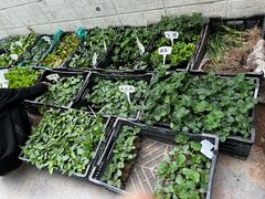 -花鸟鱼虫鲜花绿植市场(玉泉路店)