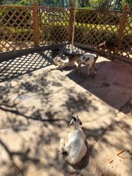 -萌宠亲子动物乐园(槐房万达店)