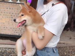 -柴犬高等学院·狗咖·柴犬售卖·宠物训练