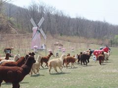 -大连铭湖国际观光牧场