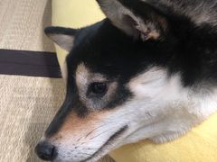 -逗柴咖啡屋·狗咖猫咖宠物桌游