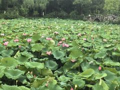 -无锡蠡湖国家湿地公园-蠡园