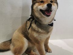 -柴务处·柴犬主题狗咖