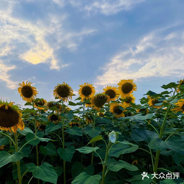 比姚明高的向日葵🌻花海