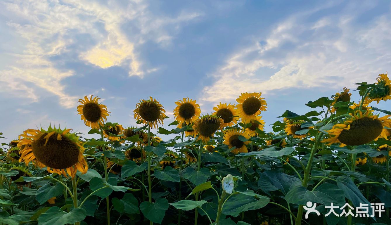 比姚明高的向日葵🌻花海