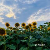 比姚明高的向日葵🌻花海