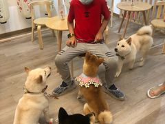 -柴迷FANS CLUB·柴犬狗咖·猫咖