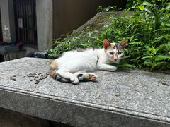 -普陀山风景名胜区-法雨禅寺