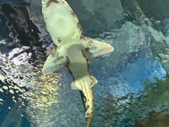 -上海海洋水族馆