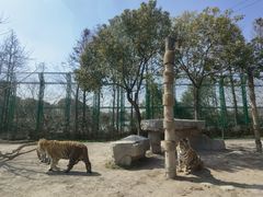 -上海野生动物园老虎餐厅