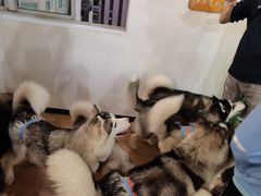 -Husky Go! 哈士奇体验馆·宠物咖啡厅狗咖