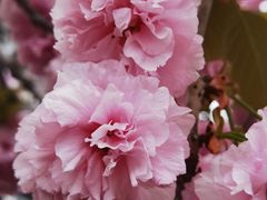 -高东镇樱花园