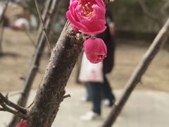 -桃花堤公园