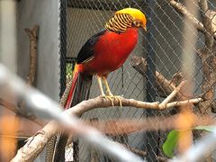 -清迈夜间动物园