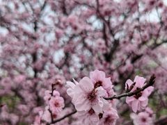 -天王浮山樱花园