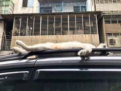 -天下第一笼