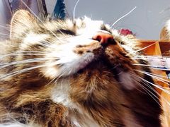 Anne猫窝咖啡屋-Anne猫窝咖啡屋