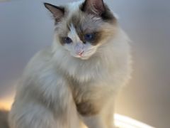 -COLOR PETS 撸猫馆·购猫·猫咖(长风大悦城店)