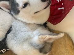 -Husky Go! 哈士奇体验馆·宠物咖啡厅狗咖