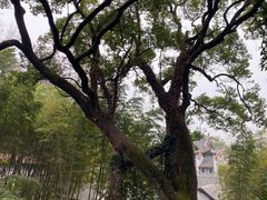 -岳麓山风景名胜区